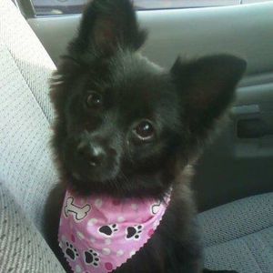 Meet your Posher, Peggy